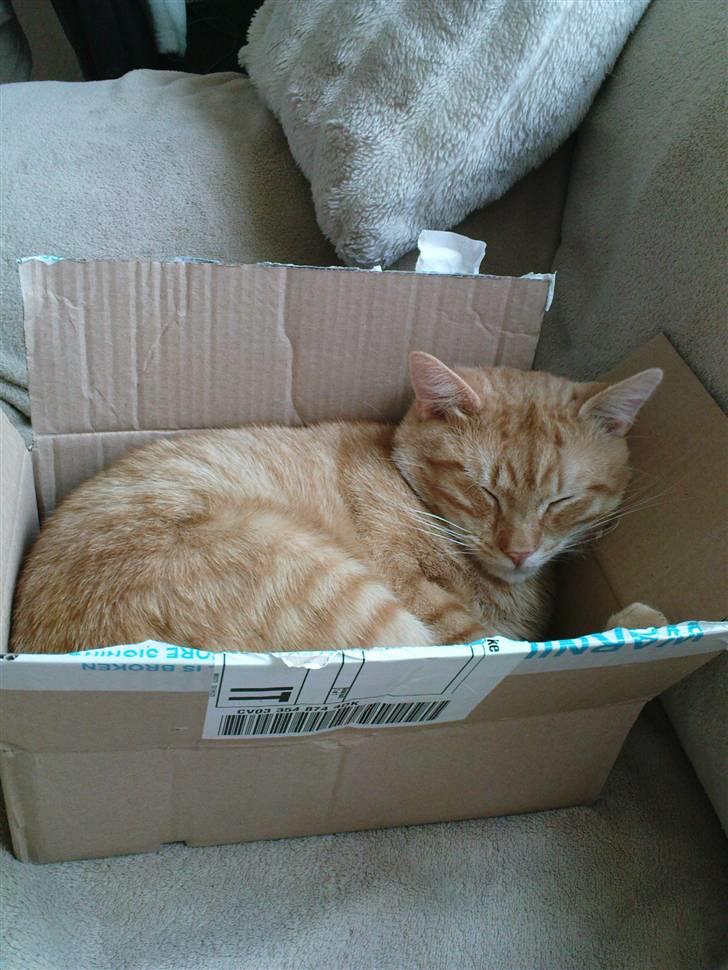 Huskat Tukkert - Tukkert ligger i en papkasse og sover :) billede 5
