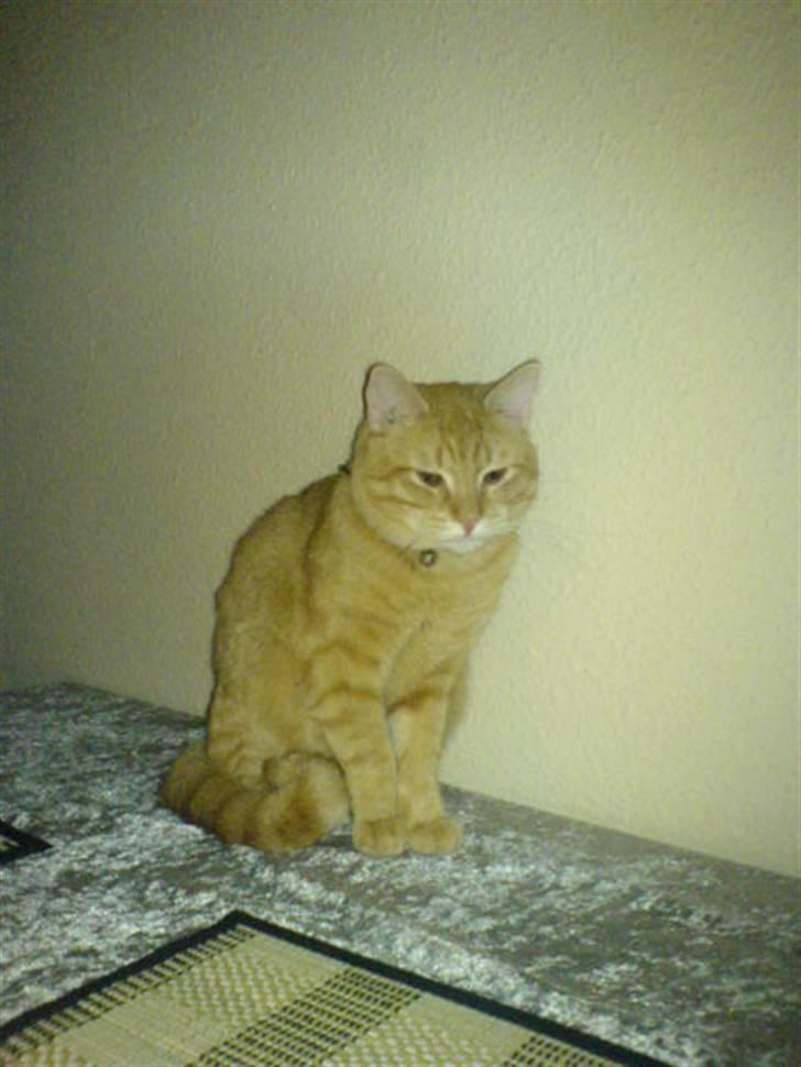 Huskat Tukkert - Dejlige Tukkert..  billede 6