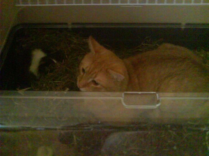 Huskat Tukkert - Her ligger Tukkert og hygger med marsvinet.. :) billede 7