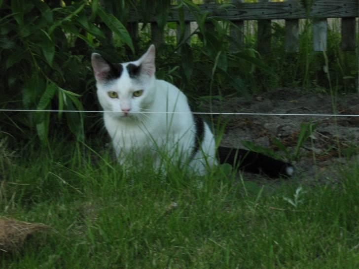 Huskat Lucifer billede 9