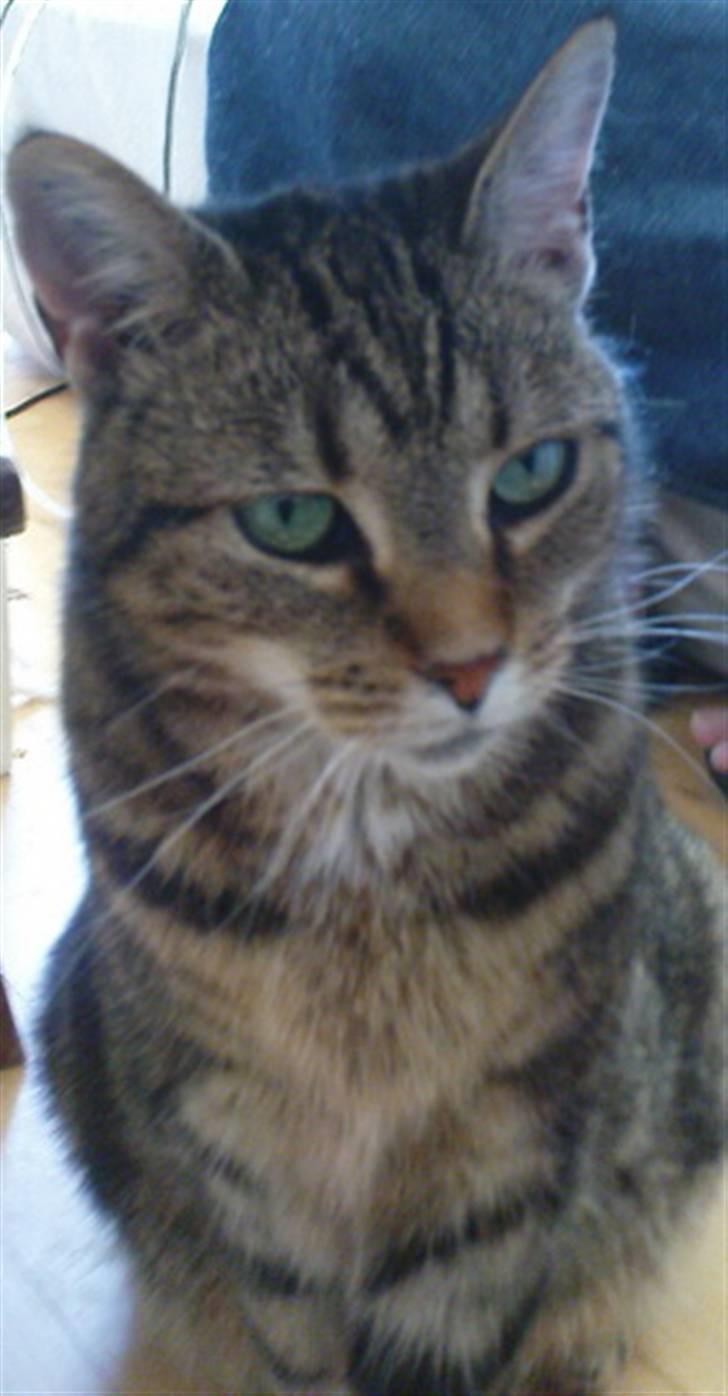 Huskat Lulu. - Velkommen til Lulu´s Profil :) billede 1