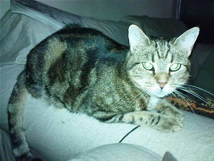 Huskat Lulu. - Lulu ligger og hygger på sofaen :) billede 2