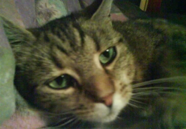 Huskat Lulu. - Lulu ligger og putter :) billede 3