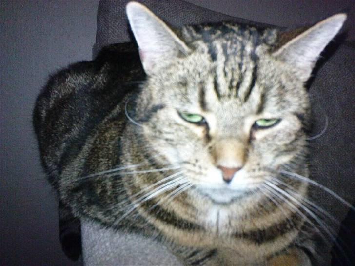 Huskat Lulu. - Lulu :D billede 4