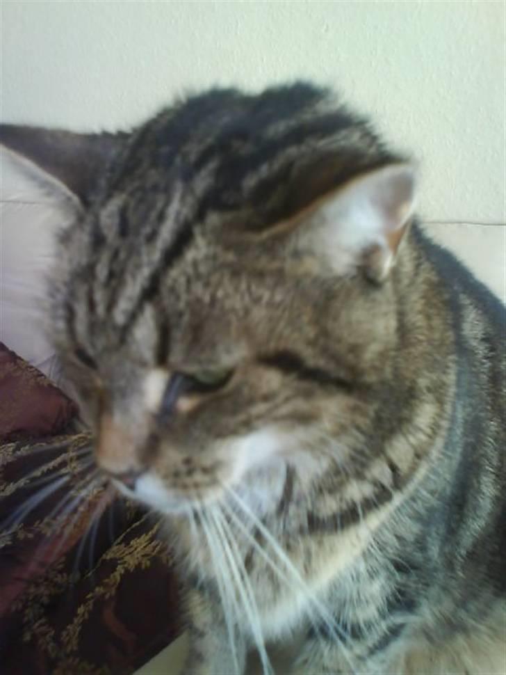 Huskat Lulu. - Lulu sidder og kigger :) billede 5