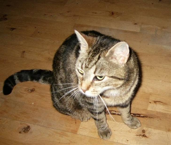 Huskat Lulu. - Lulu. billede 6