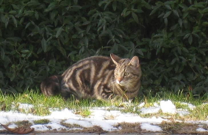 Huskat Woody billede 8