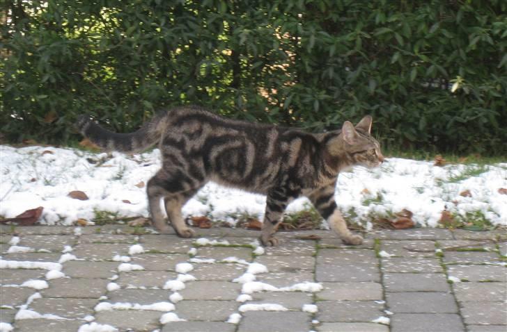 Huskat Woody billede 9