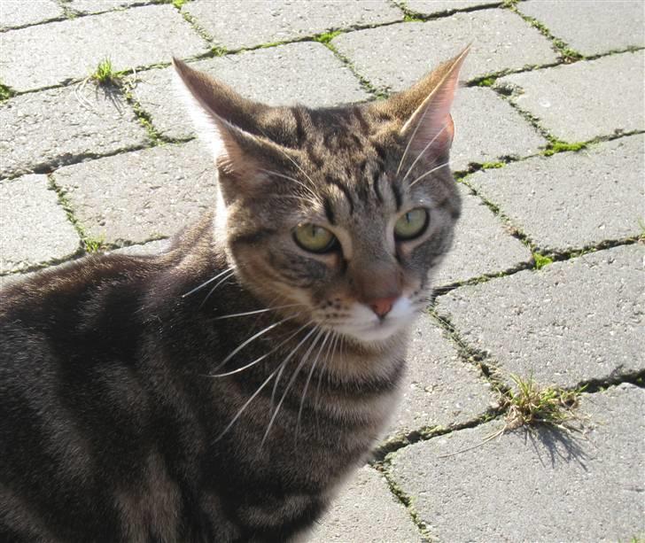 Huskat Woody billede 10