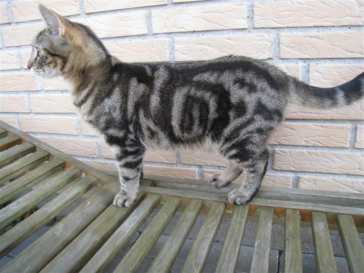 Huskat Woody billede 11