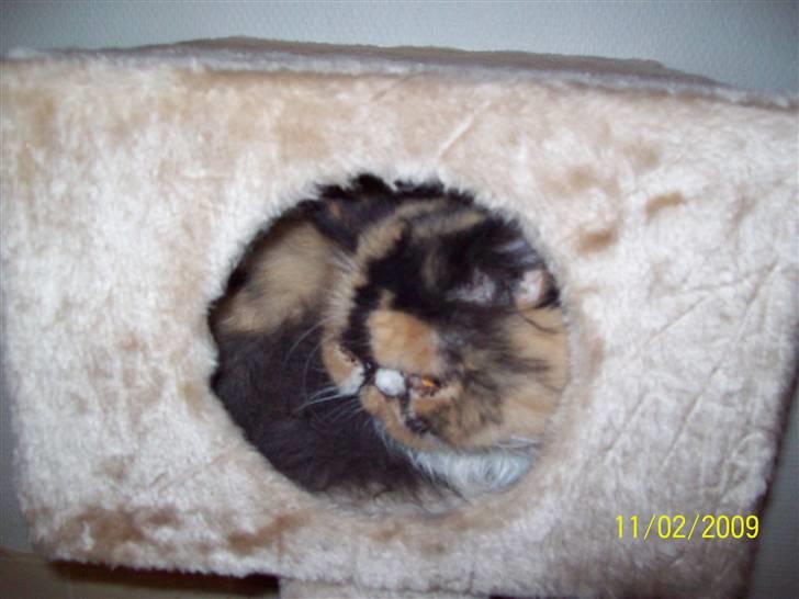 Perser la bool`s stinne billede 20