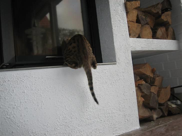 Bengal MisJa Linnea - nysgerrig billede 2