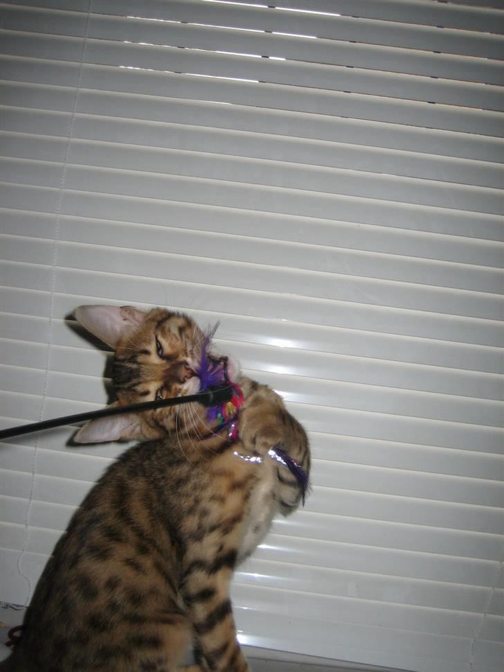 Bengal MisJa Linnea - Jeg ved godt at jeg er smuk billede 3