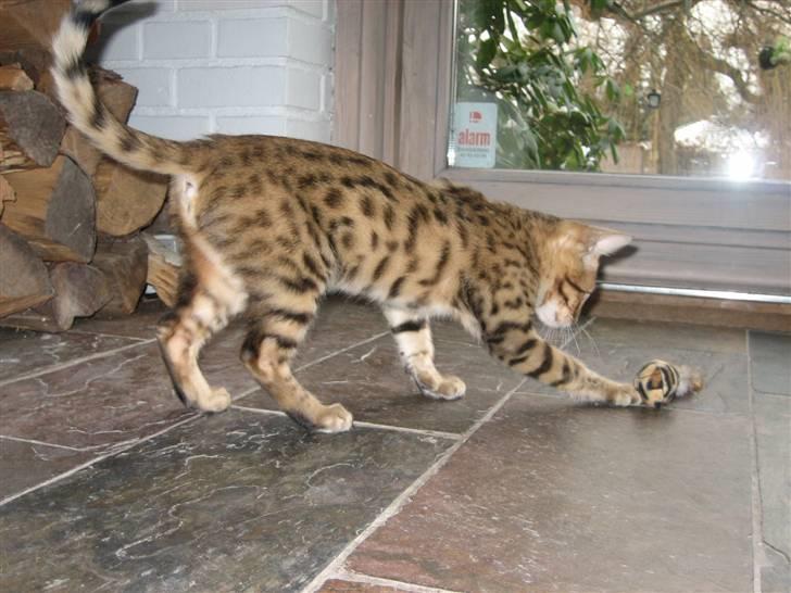 Bengal MisJa Linnea billede 4