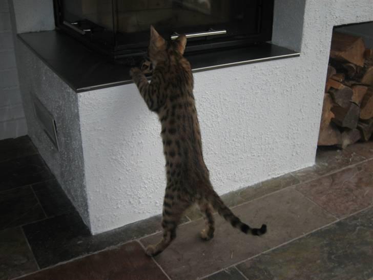 Bengal MisJa Linnea - Lille "spejl" på væggen der ....... billede 5