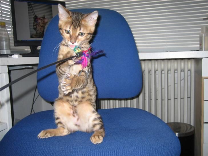 Bengal MisJa Linnea - Der fik jeg dig billede 6