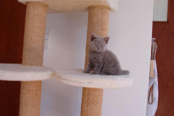 British Shorthair Åberg billede 2