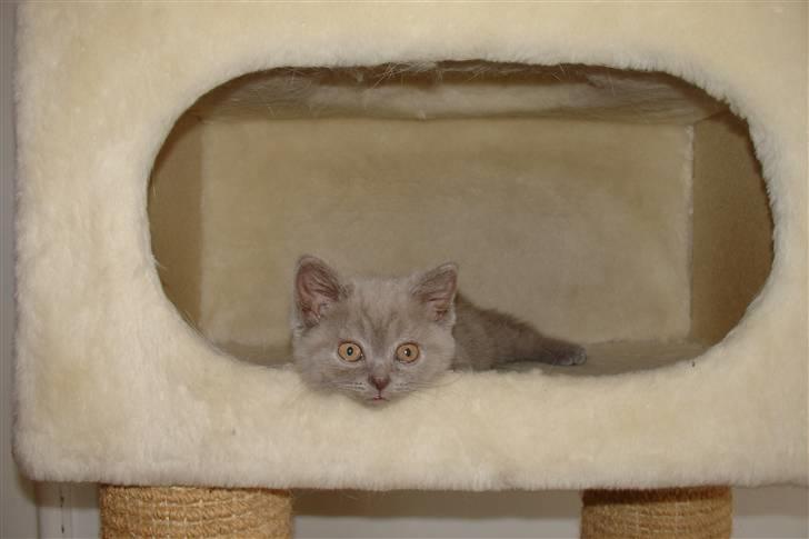 British Shorthair Åberg billede 3