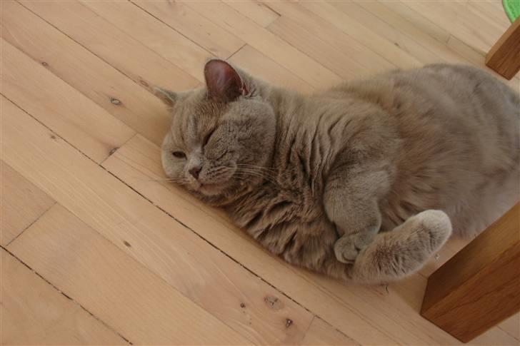 British Shorthair Åberg billede 7