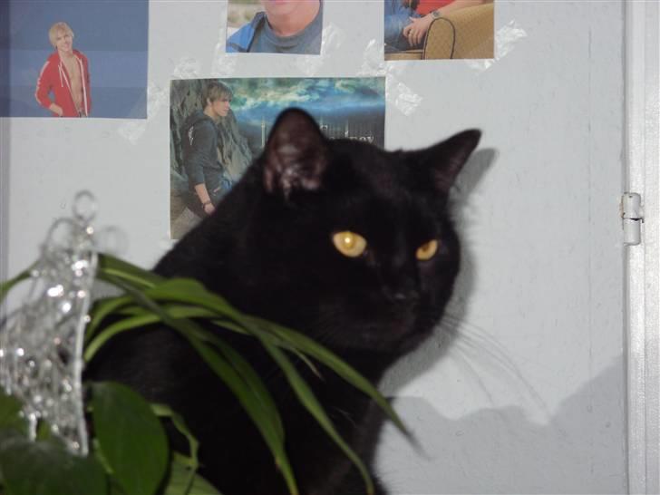 Huskat Tinke | MIIN<3 billede 1