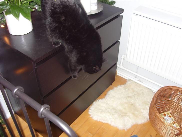 Huskat Tinke | MIIN<3 billede 2