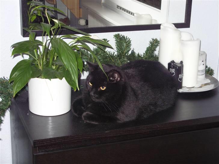 Huskat Tinke | MIIN<3 billede 3