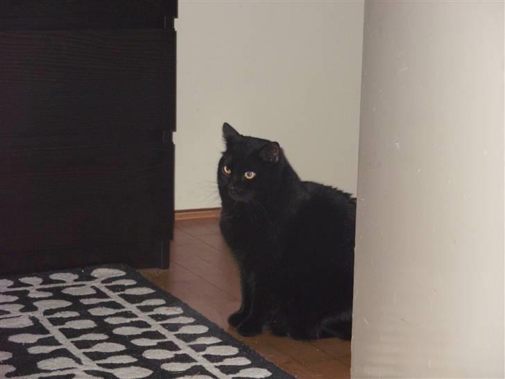 Huskat Tinke | MIIN<3 billede 4