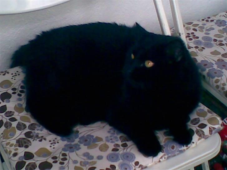 Huskat Tinke | MIIN<3 billede 5