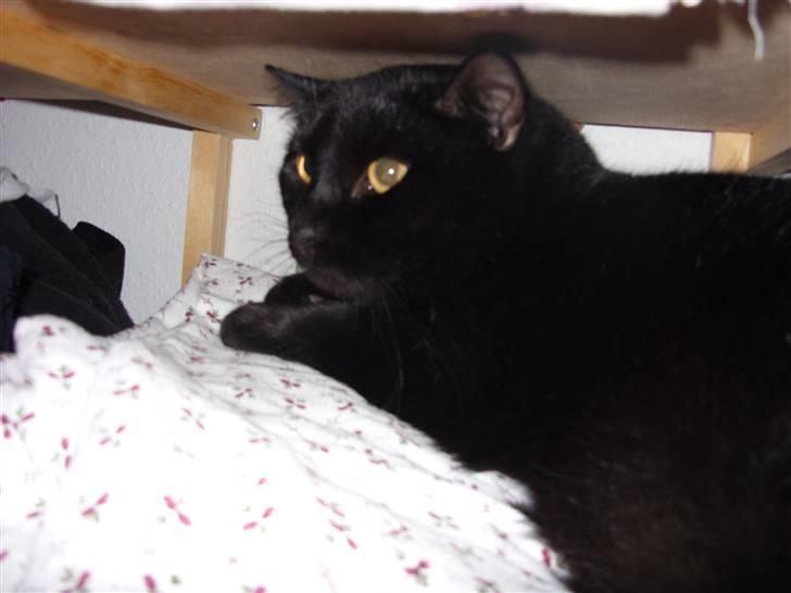 Huskat Tinke | MIIN<3 billede 6