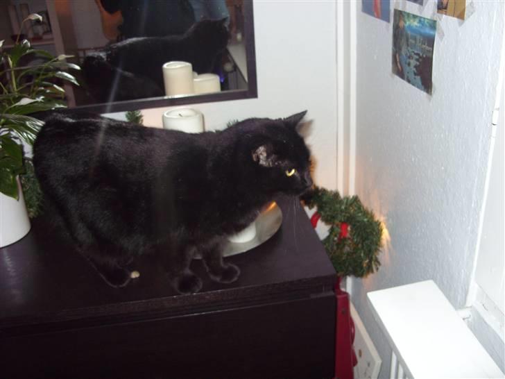 Huskat Tinke | MIIN<3 billede 7