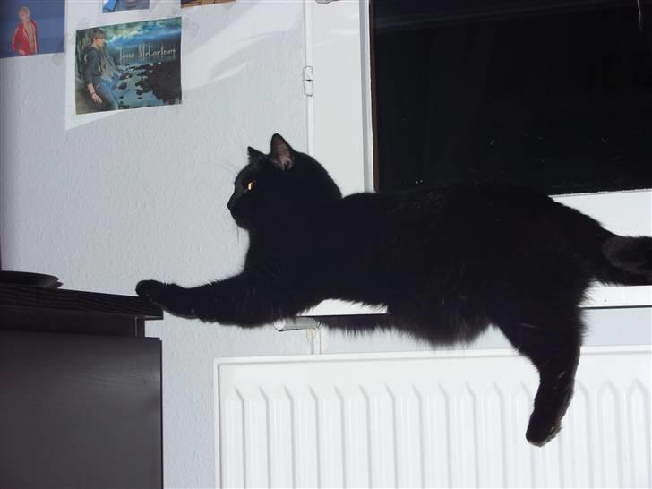 Huskat Tinke | MIIN<3 billede 8