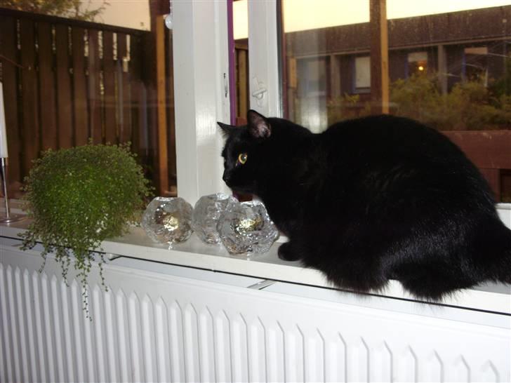 Huskat Tinke | MIIN<3 billede 9