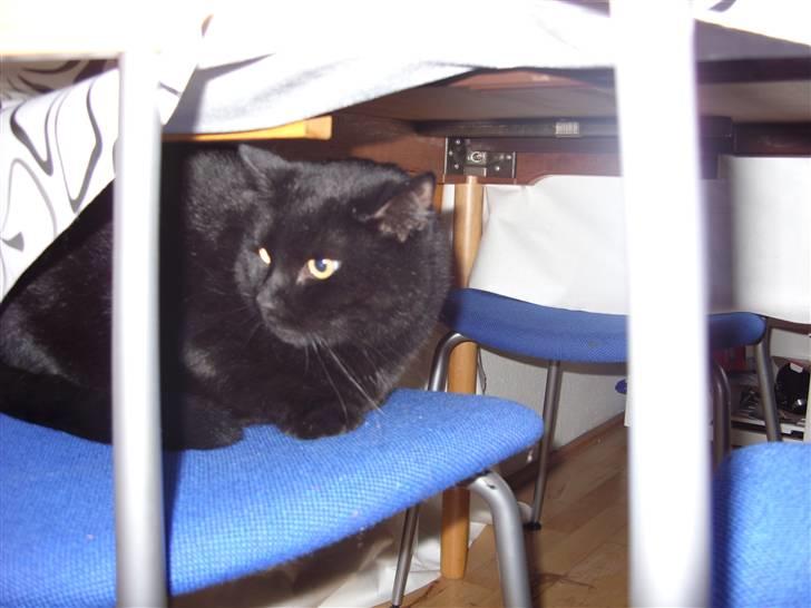 Huskat Tinke | MIIN<3 billede 10