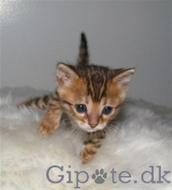 Bengal MisJa Linnea - Her er jeg helt ny billede 7