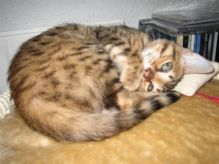 Bengal MisJa Linnea - Kom og kæl billede 8