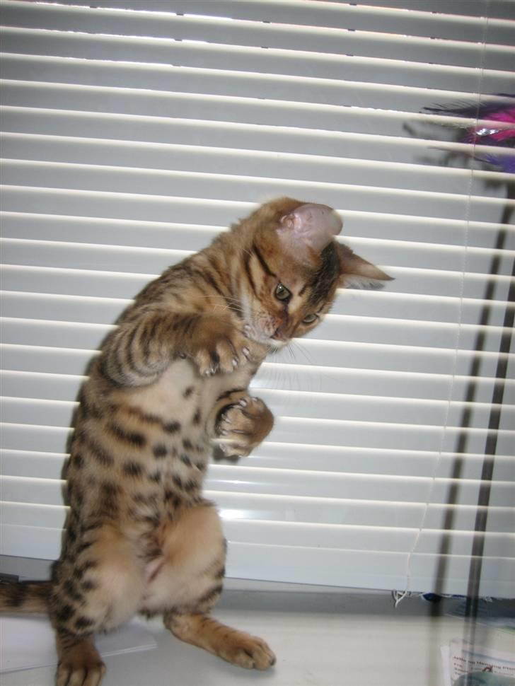 Bengal MisJa Linnea - Jeg er et farligt  rovdyr. billede 9