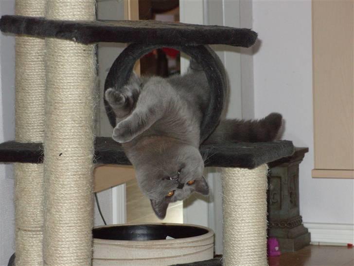 British Shorthair Homer billede 13