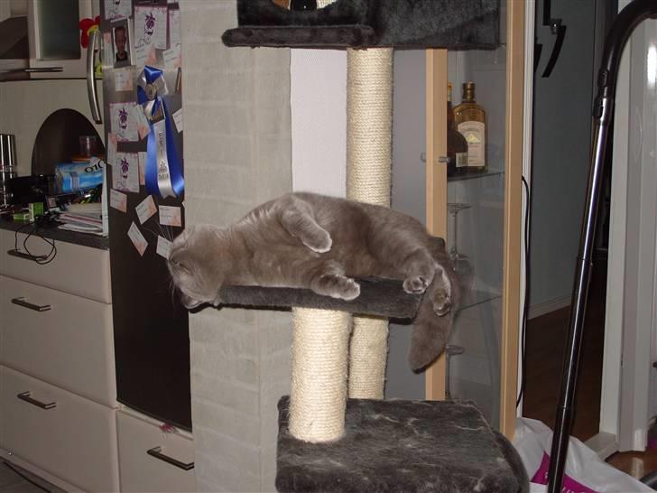 British Shorthair Homer billede 15