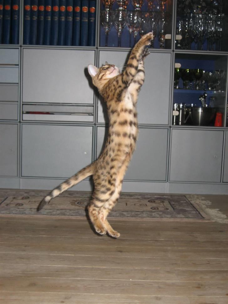 Bengal MisJa Linnea - Se hvor stor jeg er nu billede 10