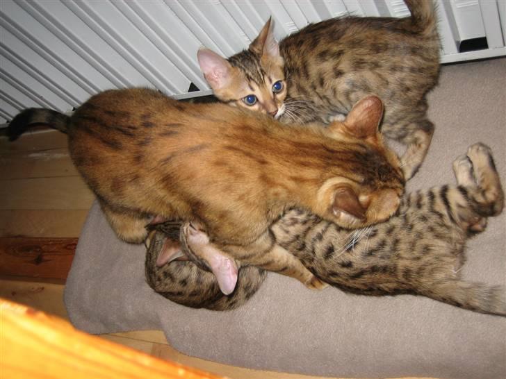 Bengal MisJa Linnea - Med mor  og søskende hos DK  Høegsbjerget´s opdræt billede 11