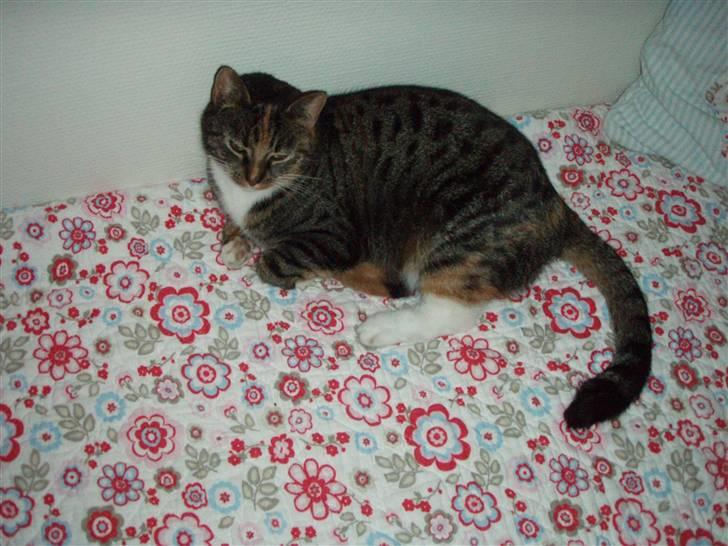 Huskat Gucci * Mor til dem alle* - Solthed og smukhed ! (: billede 11