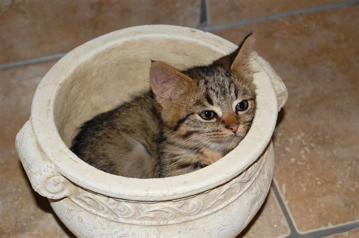 Blanding af racer Tiger - væk :'/ - Tiger elskede som lille at ligge i en urtepotte!  billede 2