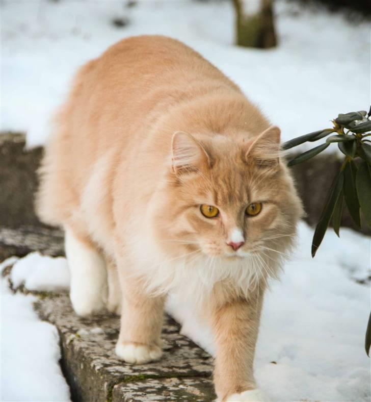 Maine Coon Victor billede 13