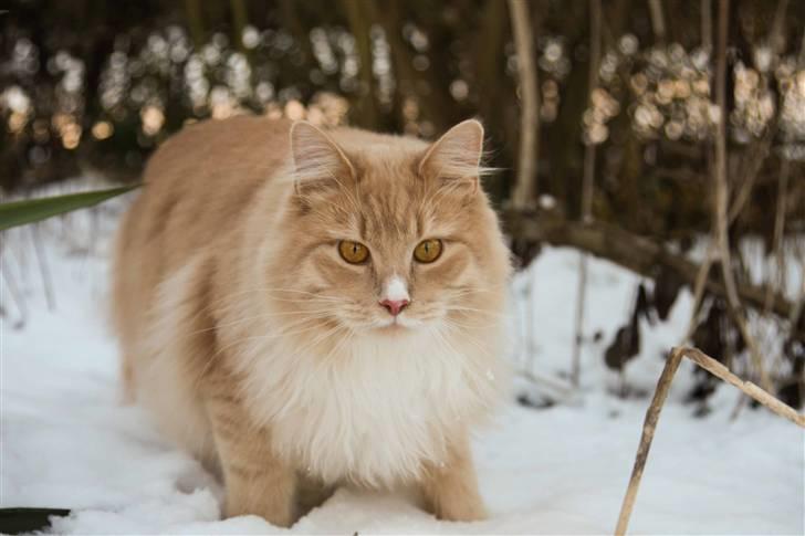 Maine Coon Victor billede 14