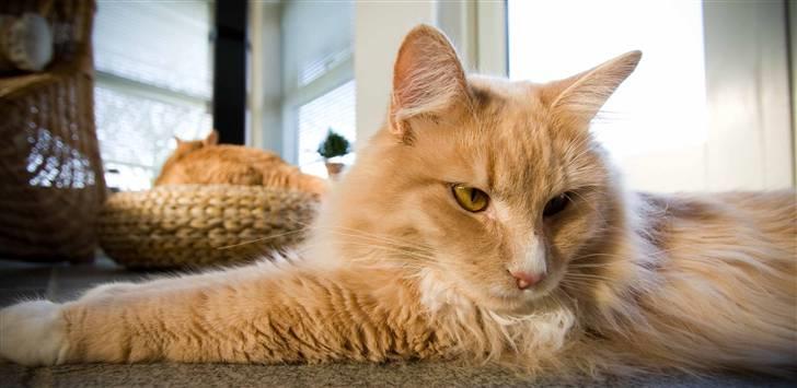 Maine Coon Victor billede 15