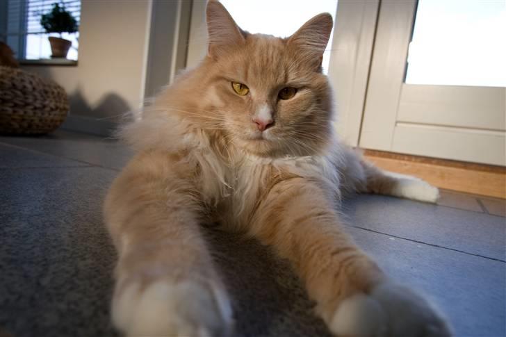 Maine Coon Victor billede 16