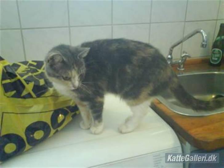 Huskat minni<3 billede 5