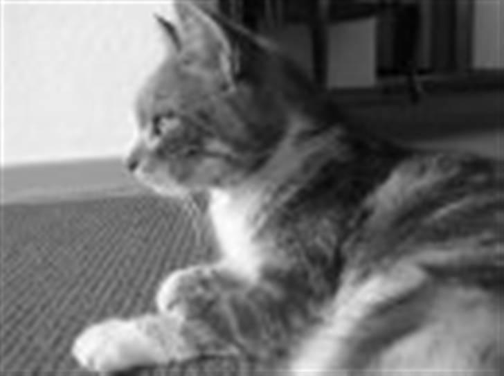 Huskat minni<3 billede 7