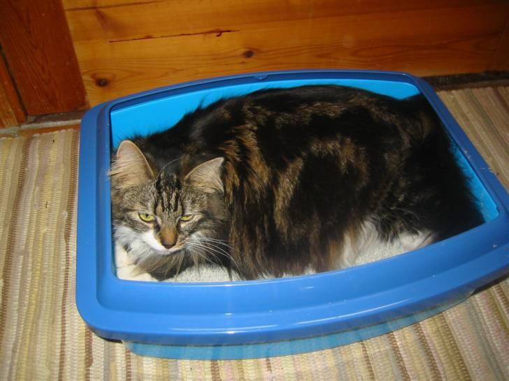 Norsk Skovkat jasmin - hmm. jasmin du ligger i kattebakken billede 11