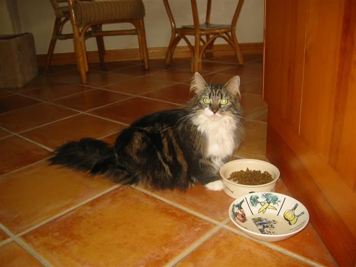 Norsk Skovkat jasmin - den første dag jeg havde jasmin billede 12